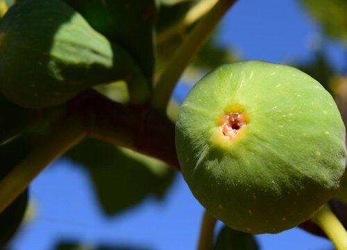 无花果是什么花序类型