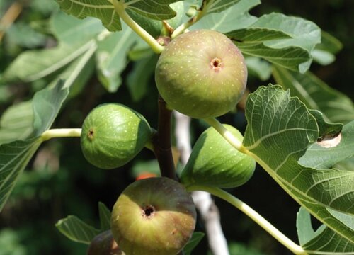 无花果是什么花序类型