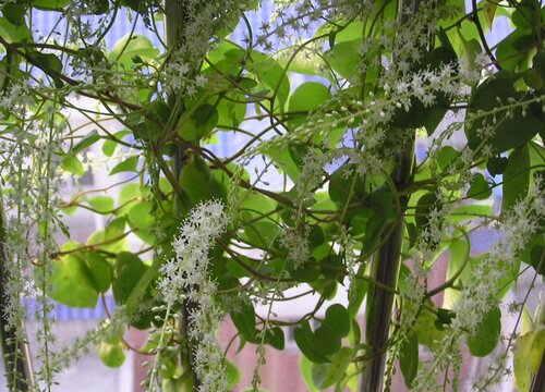 田七开花是什么样子