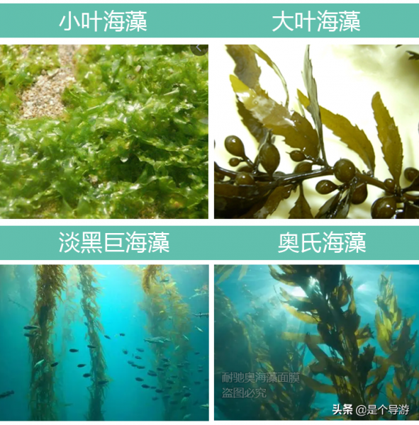 海藻面膜好用吗