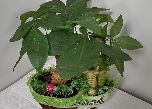 属鼠养什么植物旺财运