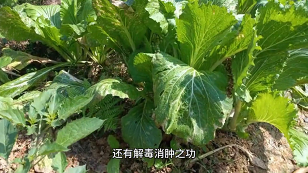 钙含量高的食物排名表