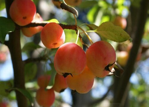 海棠花果子能吃吗