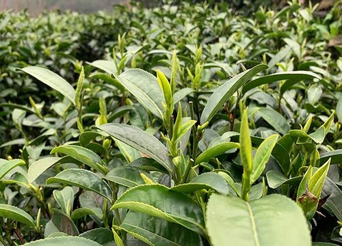 白露茶属于什么茶