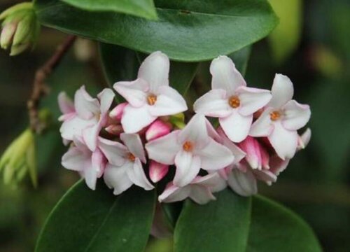 瑞香花叶子一碰就掉