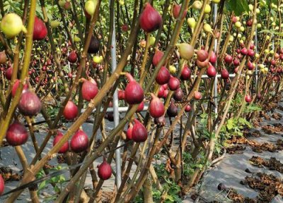 无花果是什么花序类型 属于隐头花序