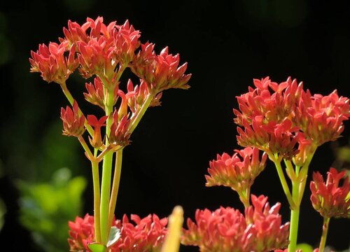 长寿花冬季如何促花