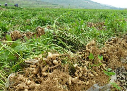 花生喜阴还是喜阳光的植物