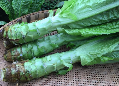 莴笋和油麦菜的区别