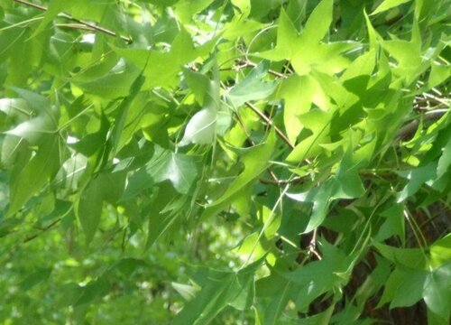 树叶是植物吗