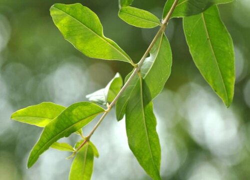 树叶是植物吗