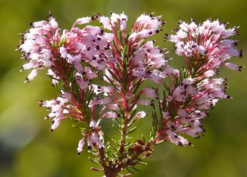 红色丁香花的花语是什么意思