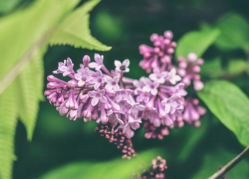 红色丁香花的花语是什么意思