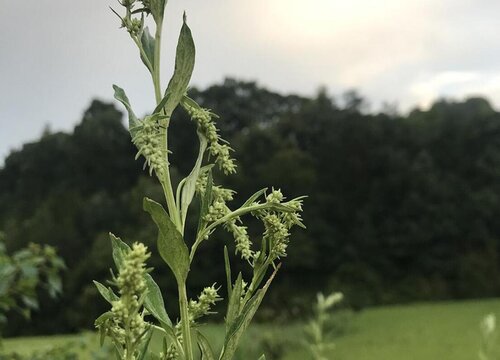 美国大杏仁和巴旦木的区别