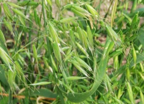 燕麦是什么植物