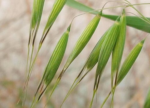 燕麦是什么植物