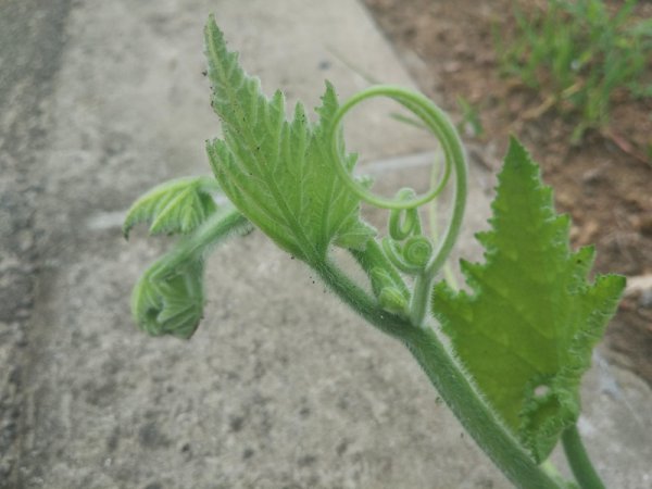 南瓜须的功效与作用及食用方法