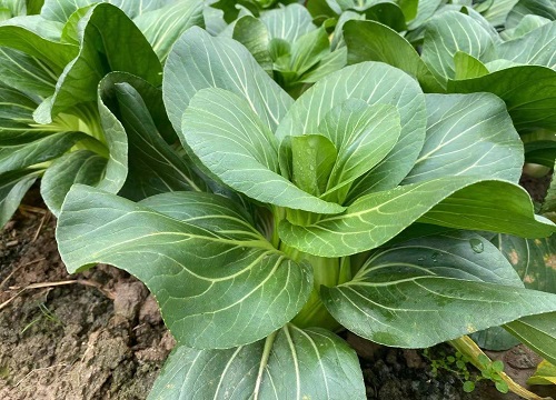 青菜是植物吗