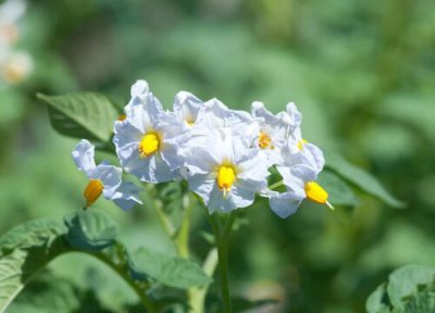 马铃薯会开花吗 属于开花植物