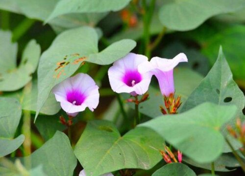 山芋种植时间和方法