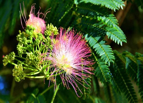 芙蓉树开花有毒吗