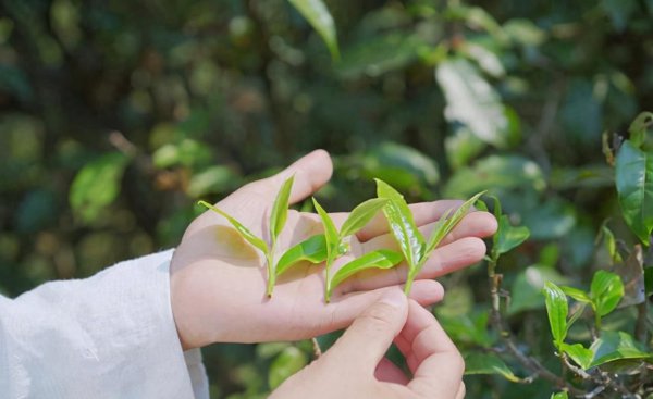 古树茶属于什么档次的茶