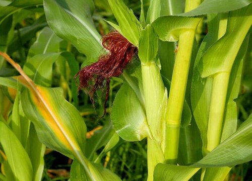 粘玉米种植时间和方法