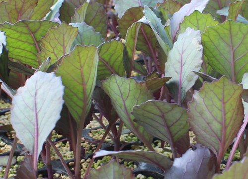 甘蓝种植时间和方法