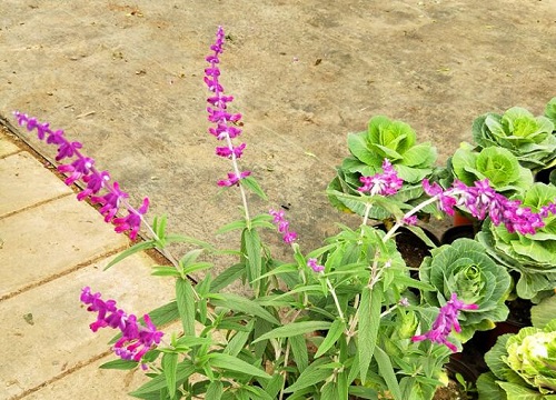 鼠尾草怎么醒花