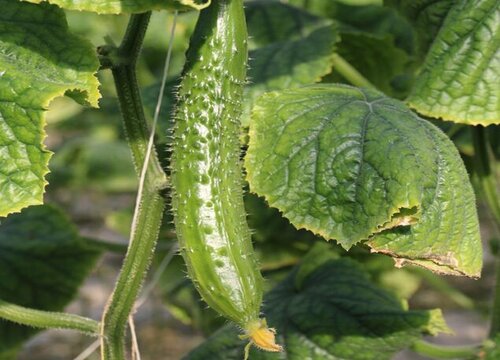 秋黄瓜种植时间和方法