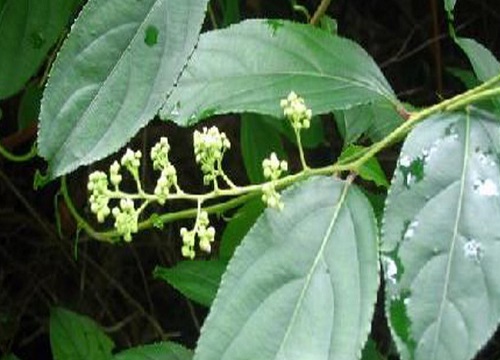 黄藤素是什么植物