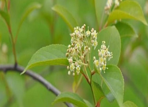 黄藤素是什么植物