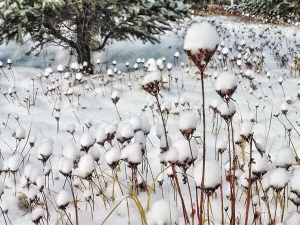 雪绒花的功效与作用