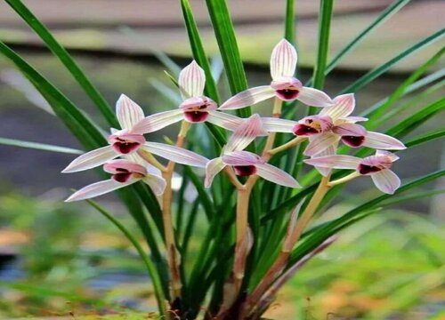 兰花属于什么类植物