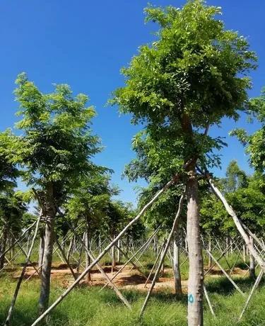 黄花梨的价格目前市场价多少钱