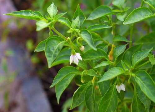 辣椒会开花吗