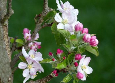 苹果冷冻保存 苹果可以冷冻保存吗