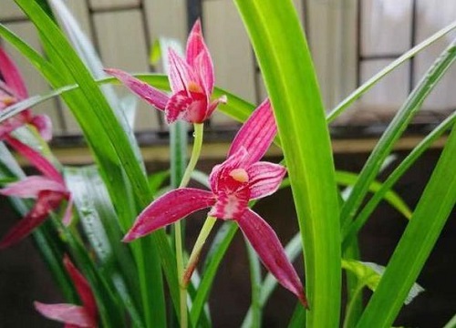 建兰多长时间浇一次水