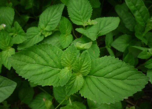 溪黄草和溪黄茶区别