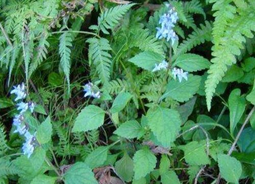 溪黄草和溪黄茶区别