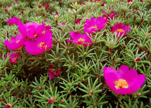 花箱里适合种什么植物