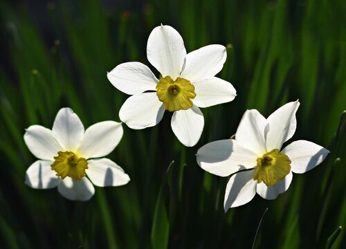 水仙花养多久才能开花