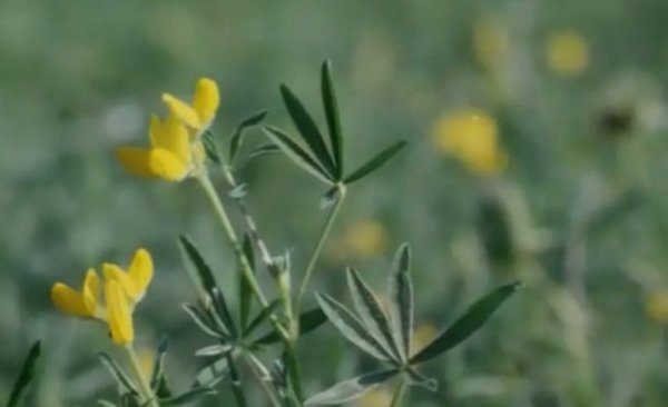 鲁冰花歌曲表达什么感情