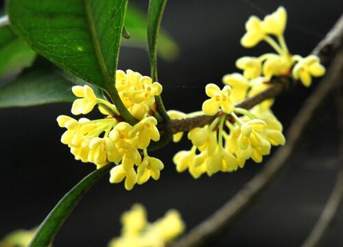 桂花生长在哪里