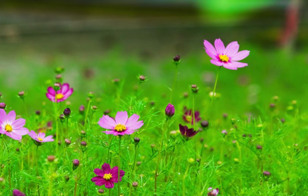 格桑花的花语是什么意思与含义