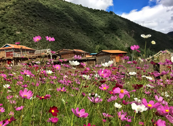 格桑花的花语是什么意思与含义