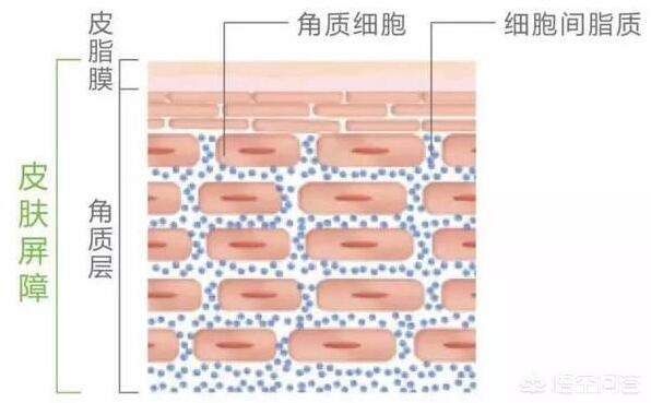 排脸上的毒素是什么化妆品