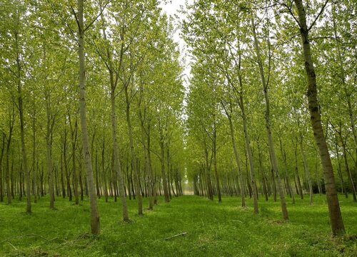 杨树是乔木还是灌木植物