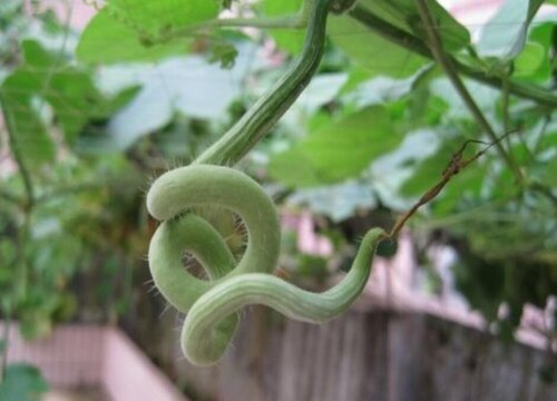 蛇瓜种植时间和方法