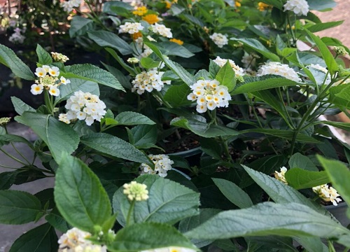 室内驱蚊虫植物盆栽有哪些